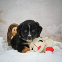 Mini Australian Shepherd