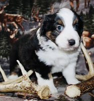 Mini Australian Shepherd