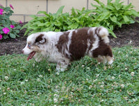 Mini Australian Shepherd