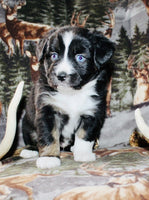 Mini Australian Shepherd