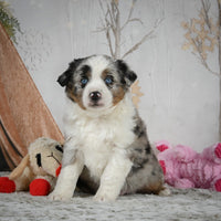 Mini Australian Shepherd