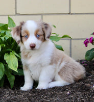 Mini Australian Shepherd
