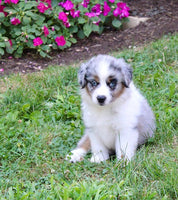Mini Australian Shepherd