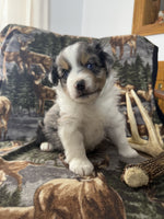 Mini Australian Shepherd