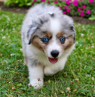 Mini Australian Shepherd