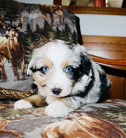 Mini Australian Shepherd