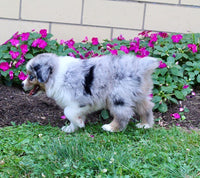 Mini Australian Shepherd