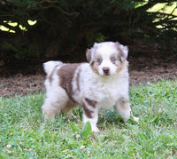 Mini Australian Shepherd