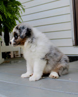 Mini Australian Shepherd