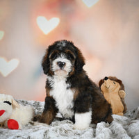 Mini Bernedoodle