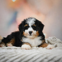 Mini Bernedoodle