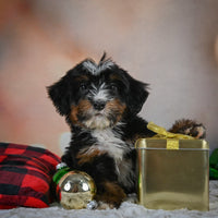 Mini Bernedoodle