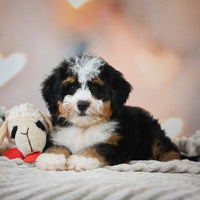 Mini Bernedoodle