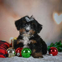 Mini Bernedoodle