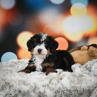 Mini Bernedoodle