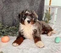 Mini Bernedoodle