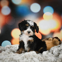 Mini Bernedoodle