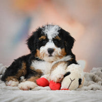 Mini Bernedoodle