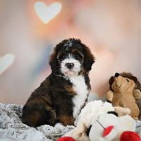 Mini Bernedoodle