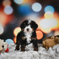 Mini Bernedoodle