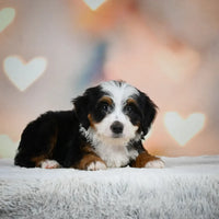 Mini Bernedoodle