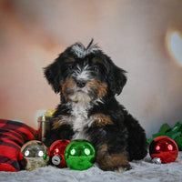 Mini Bernedoodle