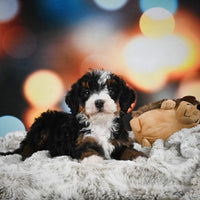 Mini Bernedoodle