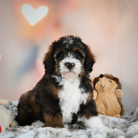 Mini Bernedoodle