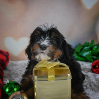 Mini Bernedoodle