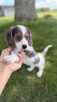 Mini Dachshund