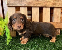 Mini Dachshund