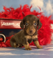 Mini Dachshund
