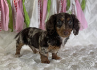 Mini Dachshund