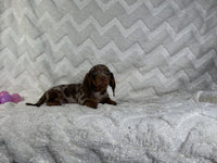 Mini Dachshund