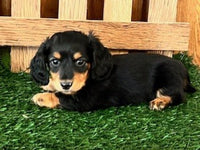 Mini Dachshund