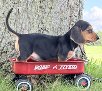 Mini Dachshund