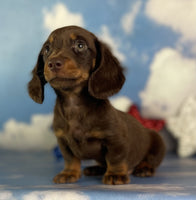 Mini Dachshund