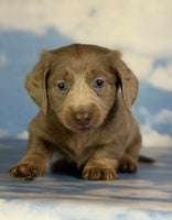  Mini Dachshund