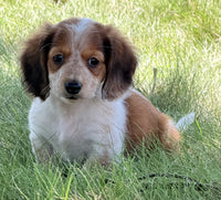 Mini Dachshund