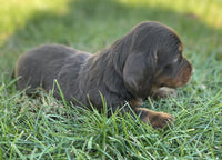 Mini Dachshund