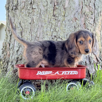 Mini Dachshund