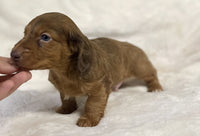 Mini Dachshund
