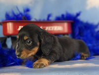 Mini Dachshund
