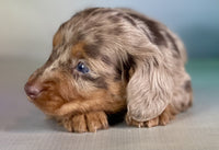 Mini Dachshund