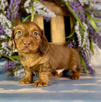 Mini Dachshund