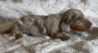 Mini Dachshund