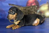 Mini Dachshund