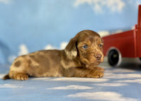 Mini Dachshund