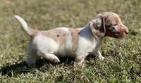 Mini Dachshund