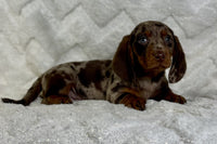 Mini Dachshund